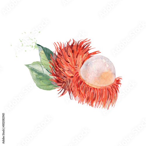 Hand Drawn Watercolor rambutan Fruit. Vector illustration. (ID: 802082961)