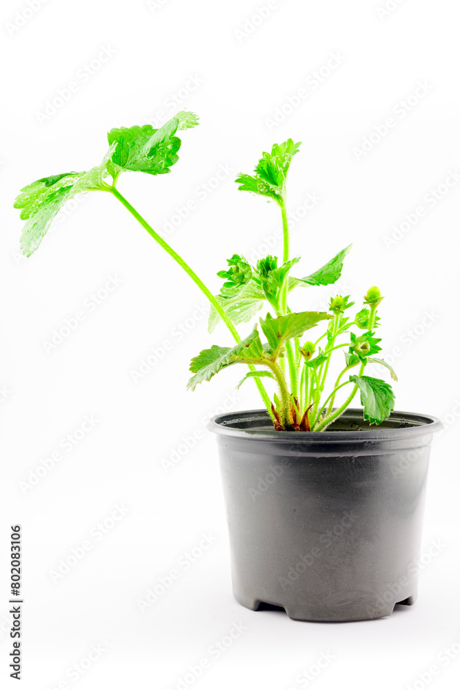 Strawberry seedlings with flower in a pot on a white background Strawberry seedlings with flower in a pot on a white background