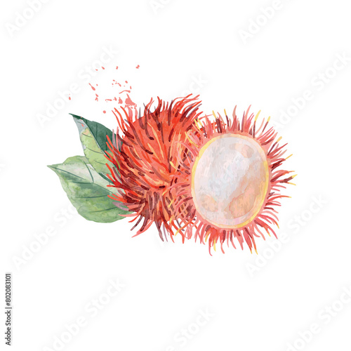 Hand Drawn Watercolor rambutan Fruit. Vector illustration. (ID: 802083101)
