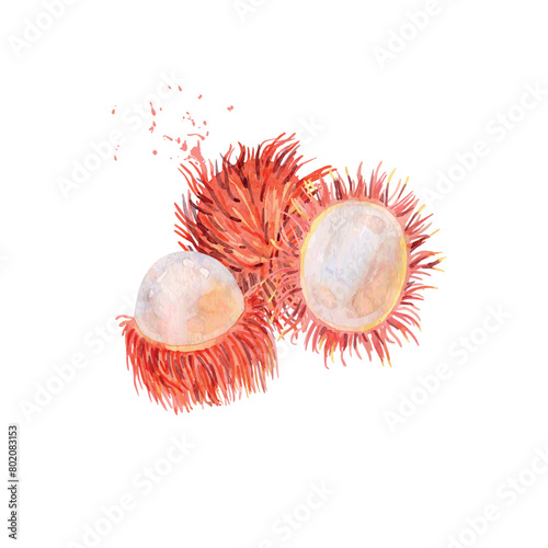 Hand Drawn Watercolor rambutan Fruit. Vector illustration. (ID: 802083153)