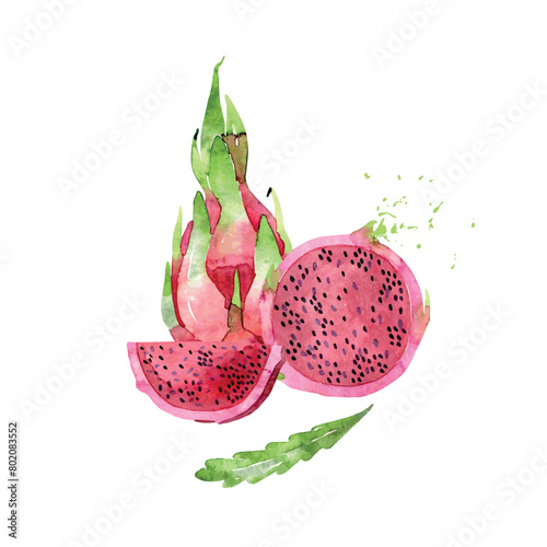 Hand Drawn Watercolor pitaya Fruit. Vector illustration. (ID: 802083552)