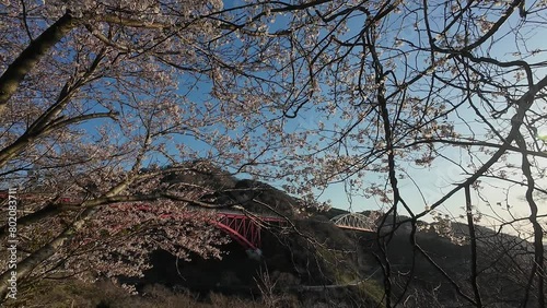 桜の間から眺める国道8号線のアーチ橋！ photo
