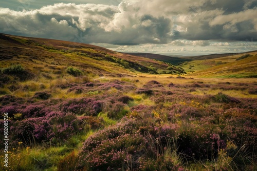 Moorland or Moor, Wuthering Heights, Heather Fields and Hills, Castle on Mountains, Copy Space