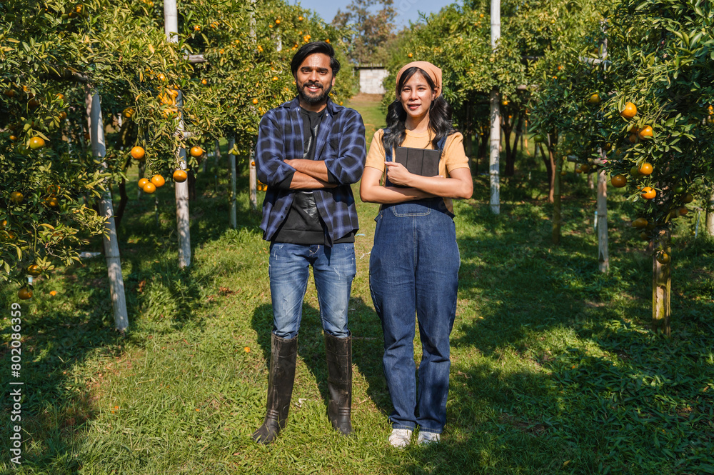 Obraz premium man and a woman stand in a field of oranges