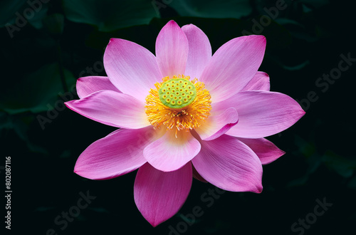 Lotus flower (Nelumbo, Nelumbo nucifera, Nelumbo komarovii)..Beautiful rare blooming lotus on a dark background