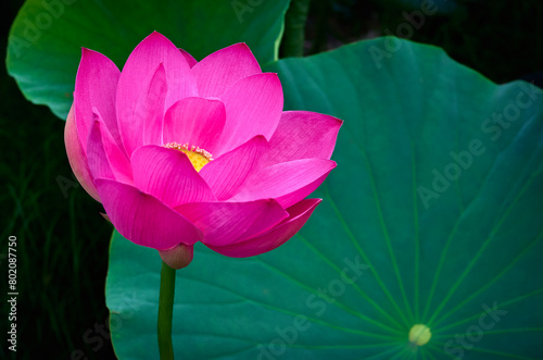 Lotus flower (Nelumbo, Nelumbo nucifera, Nelumbo komarovii)..Beautiful rare blooming lotus close-up photo