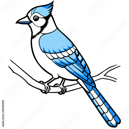 blue jay bird vector art illustration (4)