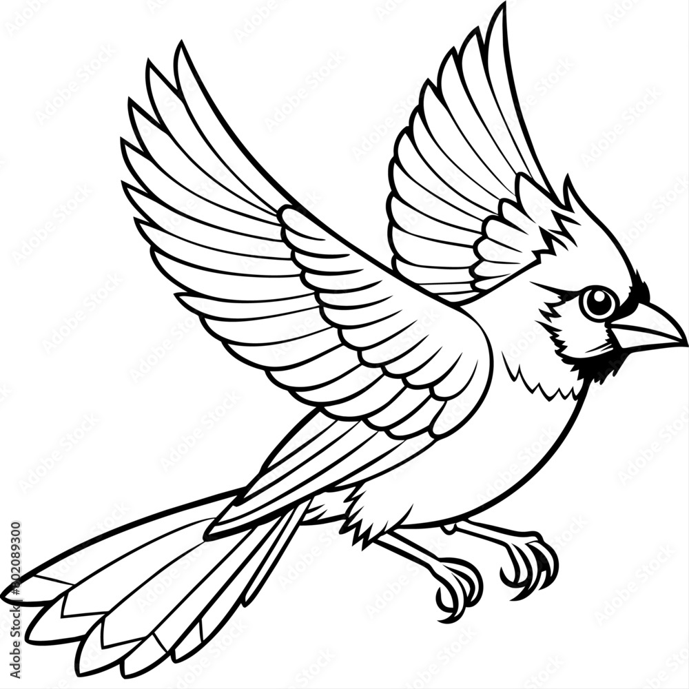 Obraz premium cardinal bird coloring book page vector art illustration, solid white background (1)
