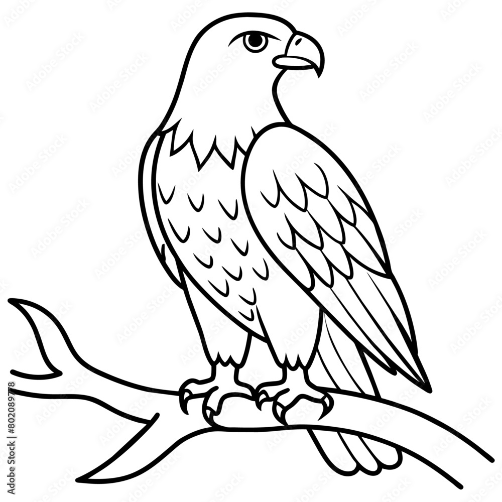 Obraz premium Eagle Coloring book page illustration (1)