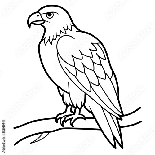 Eagle Coloring book page illustration  31 