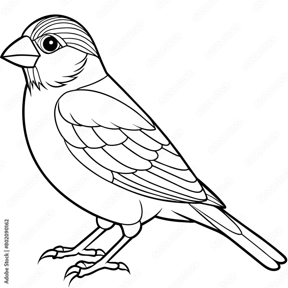 Obraz premium finch bird coloring book page vector (32)