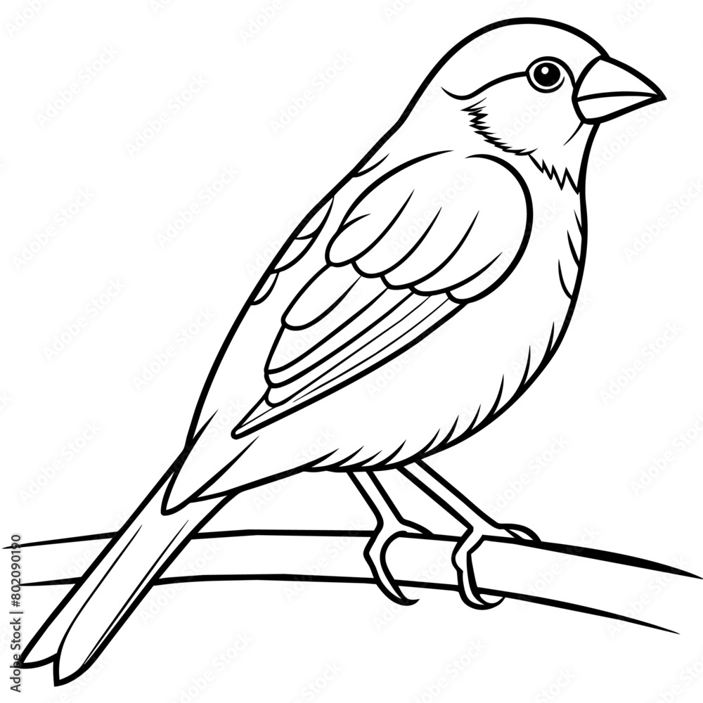 finch bird coloring book page vector (35)