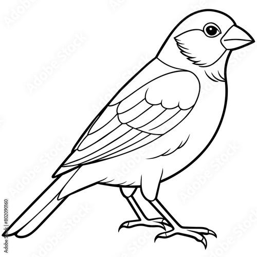 finch bird coloring book page vector  31 