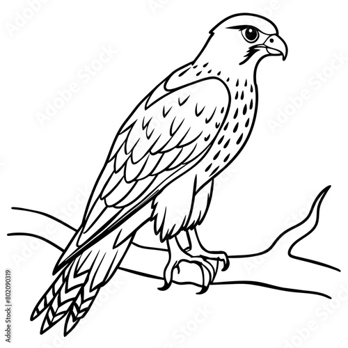 Hawk bird coloring book page vector illustration (20)
