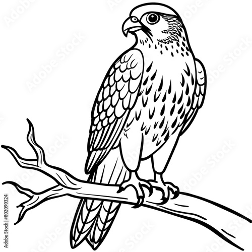 Hawk bird coloring book page vector illustration (21)