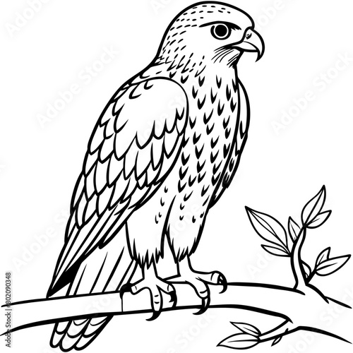 Hawk bird coloring book page vector illustration (22)