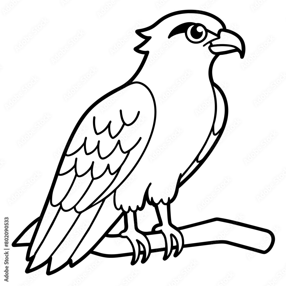 Obraz premium osprey bird oloring book page vector art illustration, solid white background (14)