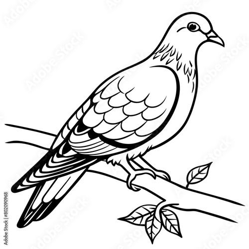 pigeon bird coloring book page vector illustration (15)