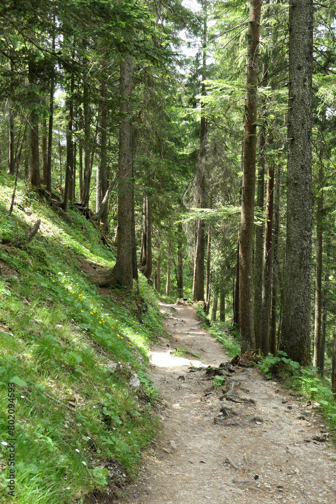 Shady path through a forest along a slope Shady path through a forest along a slope