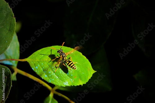 Wasp ready for take off (close up) photo