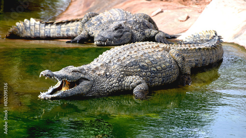 Fototapeta Naklejka Na Ścianę i Meble -  Duże krokodyle nilowe wygrzewające się na słońcu