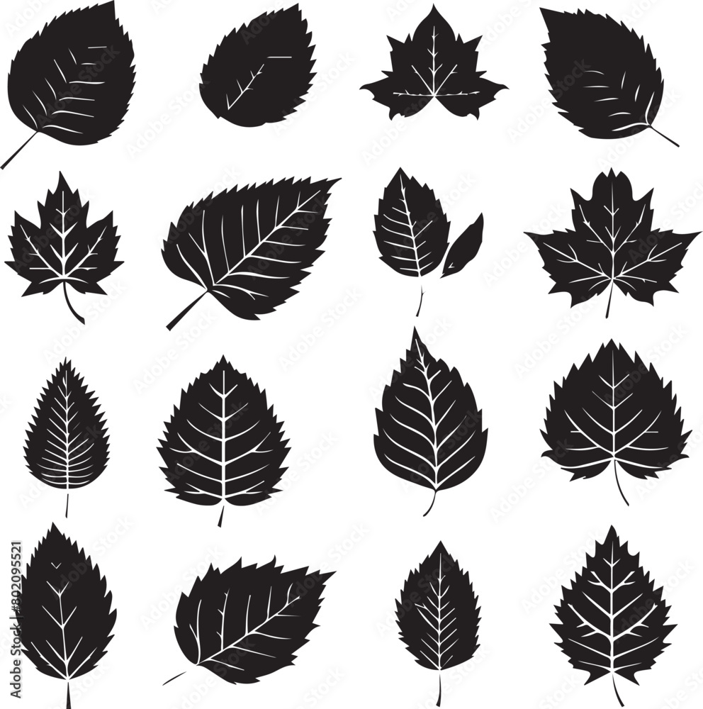 Fototapeta premium set of leaves
