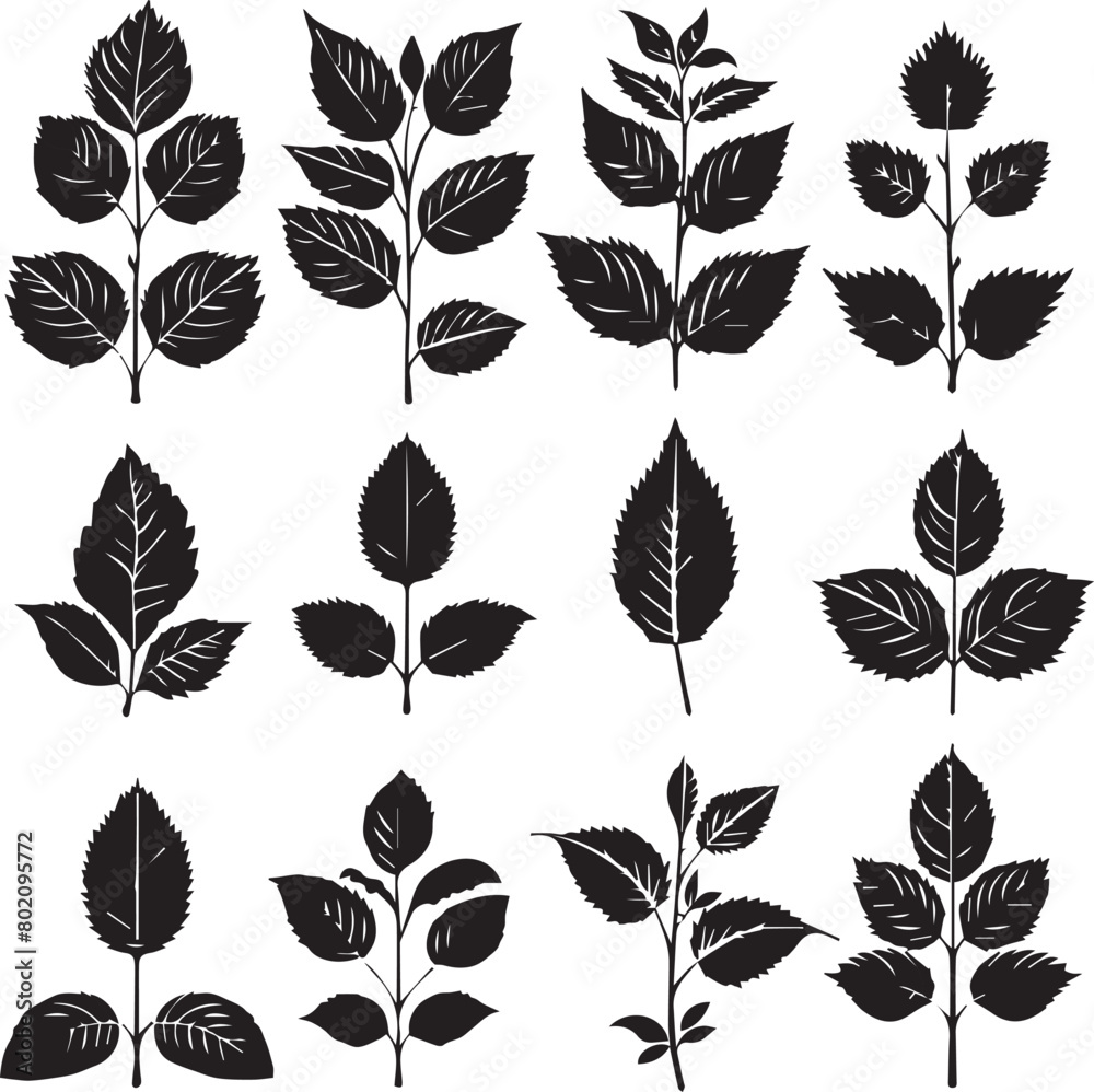Obraz premium set of leaves