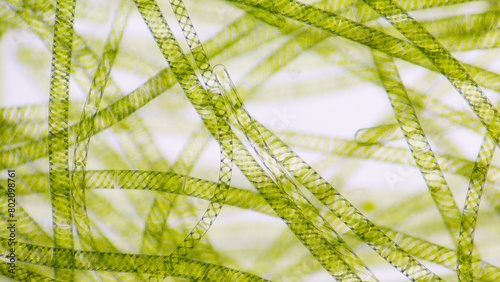 Fotografie Spirogyra, a filamentous freshwater green algae with spiral arrangement of the chloroplasts