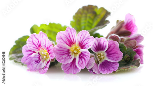 Primula hortensis ornamental flower, bunch of flowers flowering indoors, green leaves, pink purple petals with yellow center,wild mallow flowers with refreshing on white background  © Classy designs