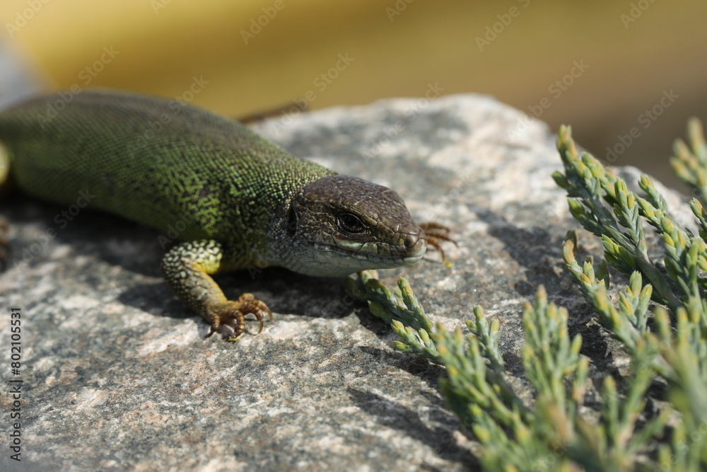 Naklejka premium Green lizard lacerta viridis in summer garden. Small reptile outdoor