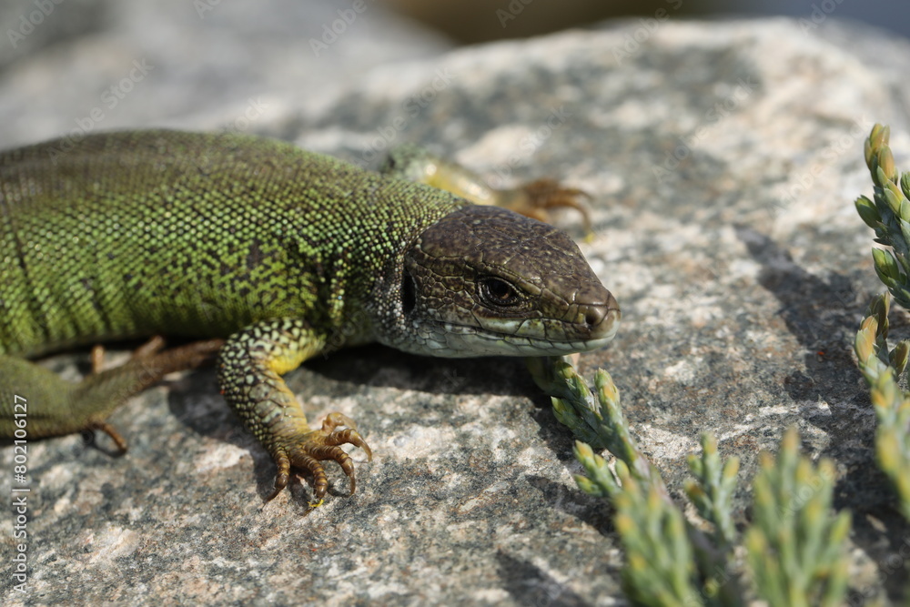 Green lizard lacerta viridis in summer garden. Small reptile outdoor Green lizard lacerta viridis in summer garden. Small reptile outdoor