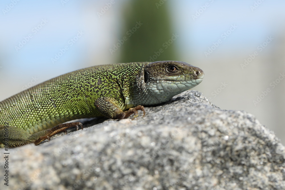 Green lizard lacerta viridis in summer garden. Small reptile outdoor Green lizard lacerta viridis in summer garden. Small reptile outdoor