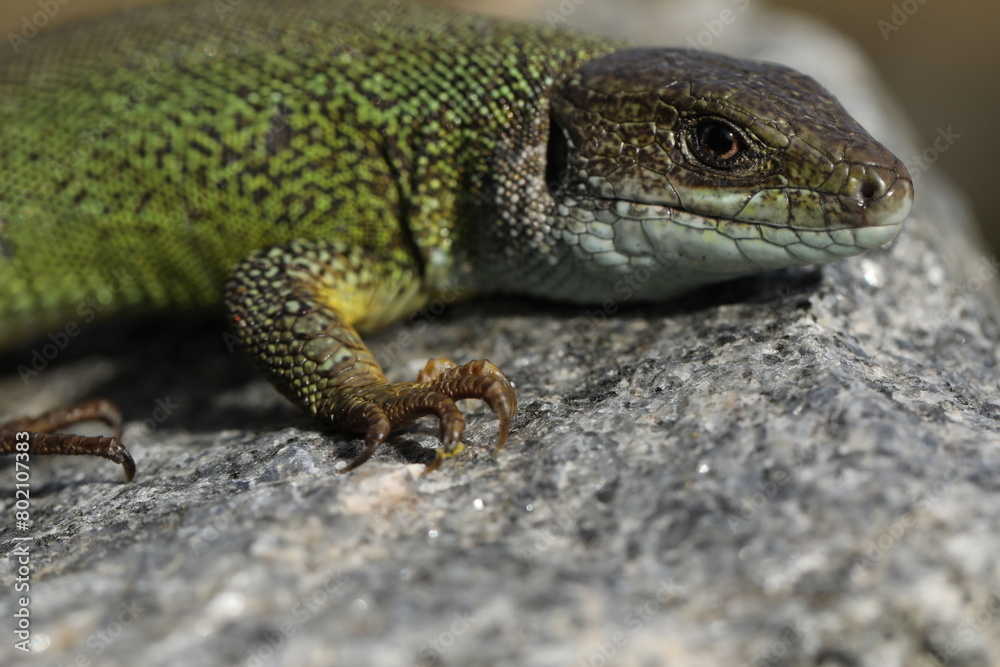 Green lizard lacerta viridis in summer garden. Small reptile outdoor