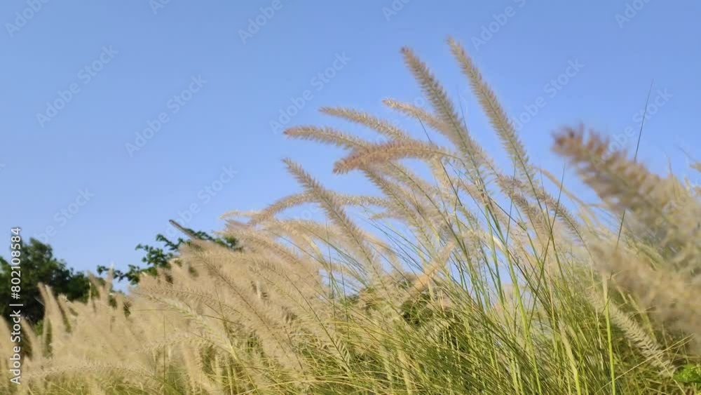 Imperata is a small but widespread genus of tropical and subtropical grasses, commonly known as satintails. /The white grass flowers swayed violently. Imperata is a small but widespread genus of tropical and subtropical grasses, commonly known as satintails. /The white grass flowers swayed violently.