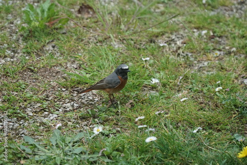 Uccelli photo