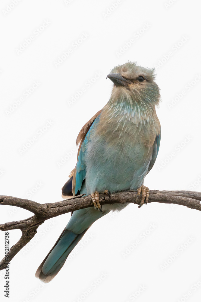 Fototapeta premium European Roller (Coracius garrulus garrulus), Limpopo, South Africa. Listed globally as Near-threatened