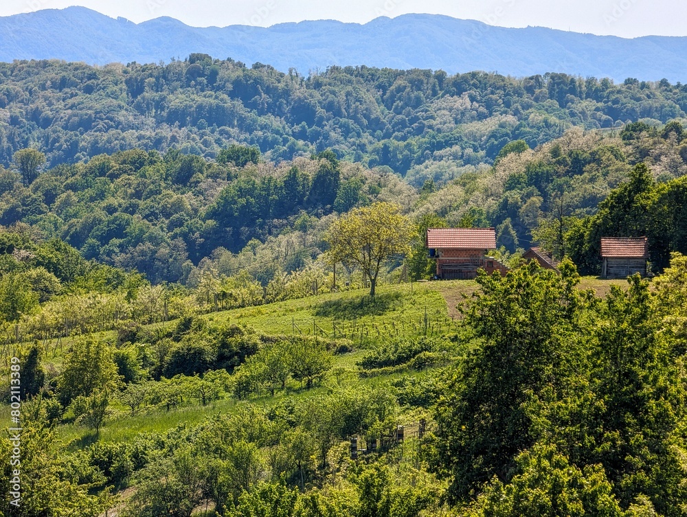custom made wallpaper toronto digitalBeautiful green landscape, vineyards and houses at Klenice, Croatia, Hrvatsko zagorje, agricultural countryside