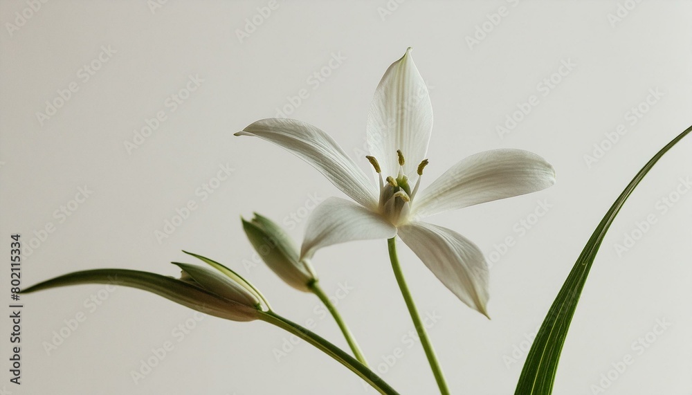 Elegant Star of Bethlehem flower stem on white background. Aesthetic floral simplicity composition. Close up view flower Elegant Star of Bethlehem flower stem on white background. Aesthetic floral simplicity composition. Close up view flower
