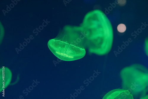 jellyfish © hal