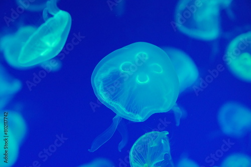 jelly fish in the water © hal