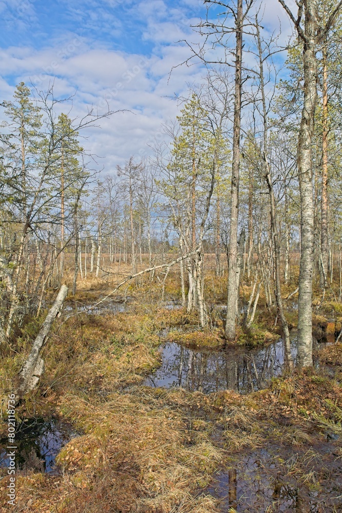 Viiankiaapa Mire Reserve in cloudy spring weather, Sodankylä, Lapland, Finland. Swampy land and wetland, marsh, bog. Viiankiaapa Mire Reserve in cloudy spring weather, Sodankylä, Lapland, Finland. Swampy land and wetland, marsh, bog.