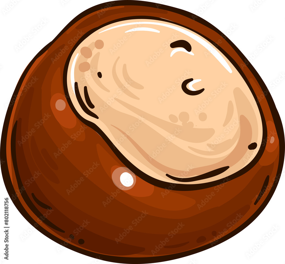 Chestnut Nut Colored Detailed Illustration Chestnut Nut Colored Detailed Illustration