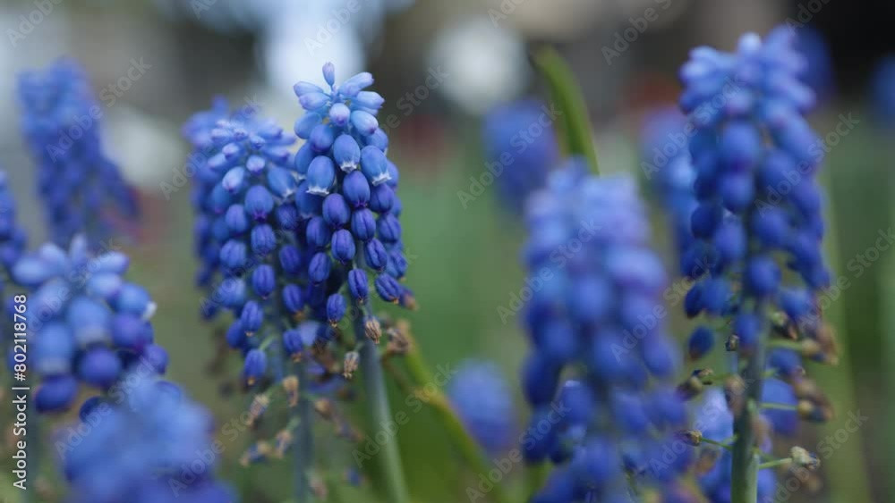 muscari Lindsay field with grass as background.