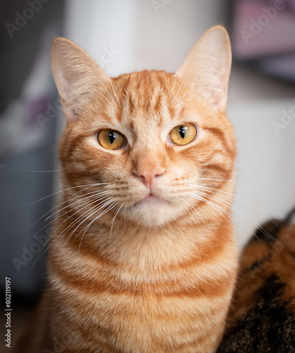 Close-up portrait of little adorable funny red kitten seriously looking at camera. photo