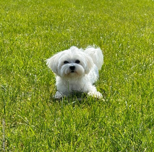Maltese dog on the green grass