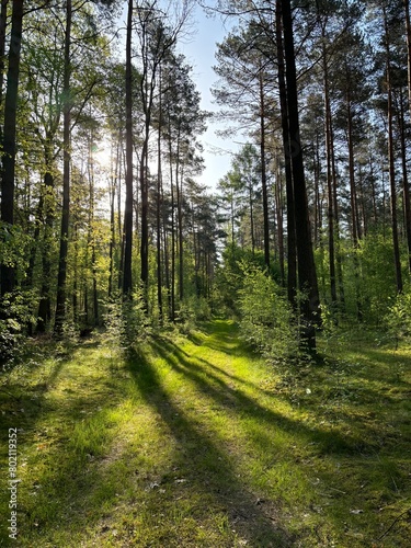 Morning in the forest