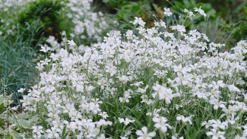 Blooming young white flowers of the Yo-Yo Snow variety in summer. photo