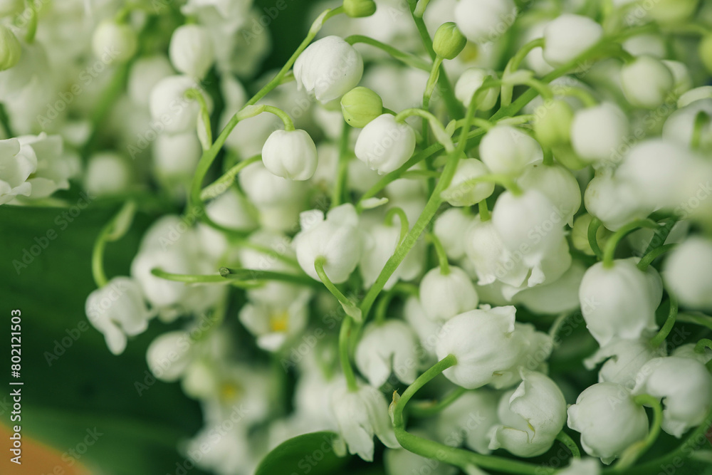 Lily of the valley flowers. Natural background with blooming lilies of the valle Lily of the valley flowers. Natural background with blooming lilies of the valle