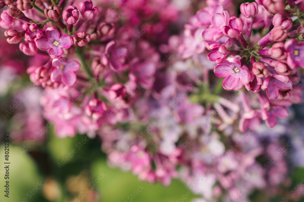Purple lilac flowers spring blossom background Purple lilac flowers spring blossom background