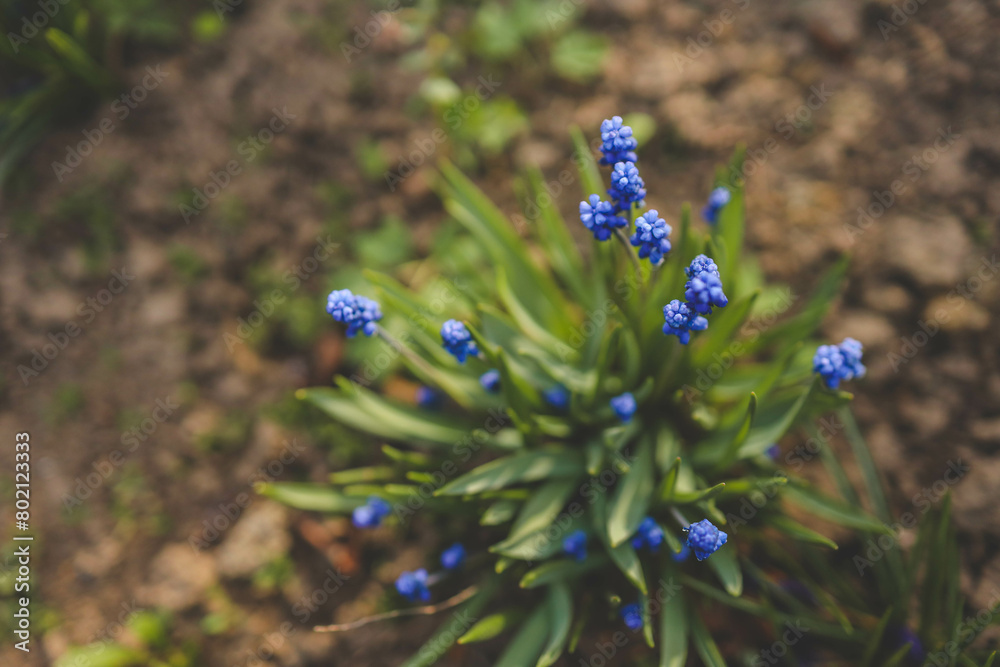 Muscari flower. Muscari armeniacum. Grape Hyacinths. Spring flowers. Beautiful spring flower muscari close-up in garden Muscari flower. Muscari armeniacum. Grape Hyacinths. Spring flowers. Beautiful spring flower muscari close-up in garden